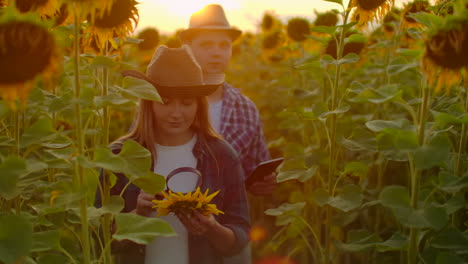 Two-biologists-are-studying-a-sunflower-with-a-magnifier-on-the-field-at-sunset.-They-write-down-its-basic-properties-on-a-tablet.